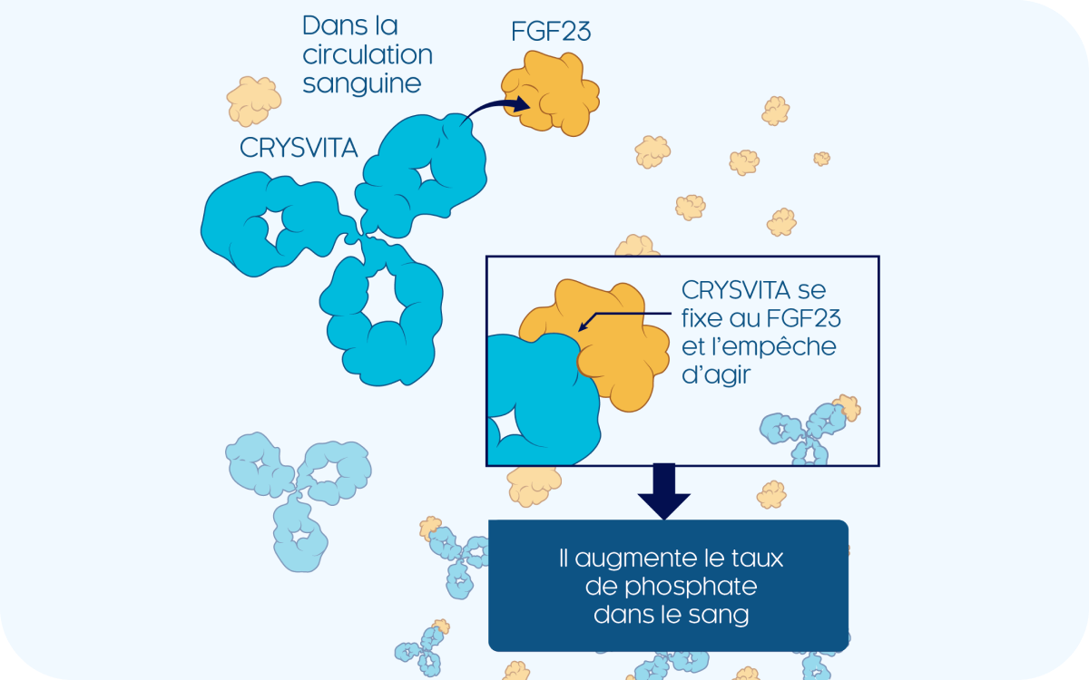 Graphique démontrant le mode d’action de CRYSVITA