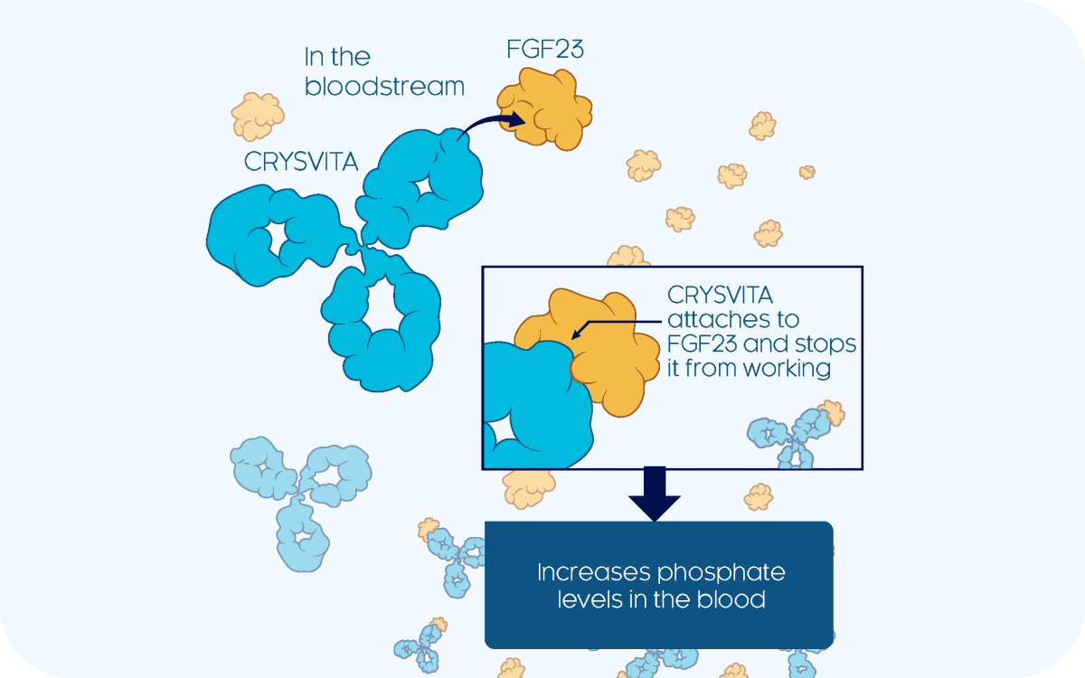 CRYSVITA mechanism of action diagram